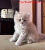 Persian Kitten for Sale in Bangalore
