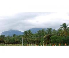Agricultural Land with Coconut Farm is Sale in Pollachi