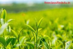 Buy Running Tea Gardens For Sale in Darjeeling at Lowest Prices