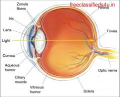 Retina Ophthalmologist Near Me