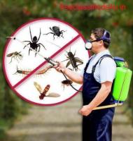 Looking for the Best Pest Control Service in Noida