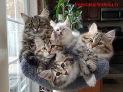 Siberian Forest Cat - Siberian Kittens Cattery