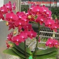 Online Orchid Plant Purchase in India 