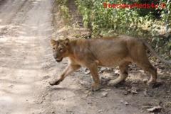 Affordable GIR Tour Package