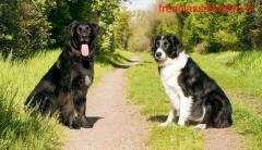 Which is The Best Dog Training in Delhi